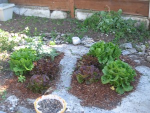 There's Crisp Mint (bright green), Yugoslavian Red (semi-head typed lettuce in front), and Mascara (leafier red lettuce behind the Yugoslavian Red).(