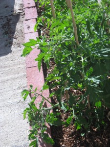 Big Tomato Plant